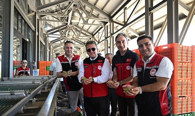 Bademli’de Sezonun İlk Zeytin Hasadı: Bereket ve Umut Dolu Bir Başlangıç