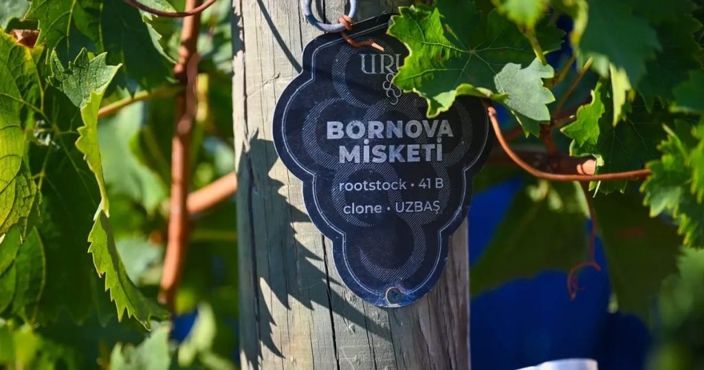 Bornova Misket Üzümü: Bölgenin Köklerinden Dünya Pazarlarına Yolculuk