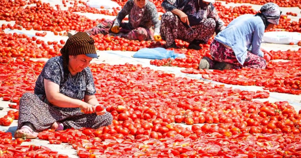 Güneşin Altında Emekle Büyüyen Torbalı Kuru Domatesi: İzmir’in Coğrafi Mirası ve Sıradışı Yolculuğu