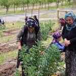 Kente Dayanışmanın Yeşil Gücü: Kozağaç Mahalle Bostanıyla Kadınların Üretim Hikayesi Büyüyor