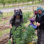 Kentin Kalbinde Kadınların Bereketli Dokunuşu: Mahalle Bostanlarıyla Yaz Hasadı ve Dayanışma