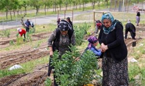 Kentin Kalbinde Kadınların Bereketli Dokunuşu: Mahalle Bostanlarıyla Yaz Hasadı ve Dayanışma