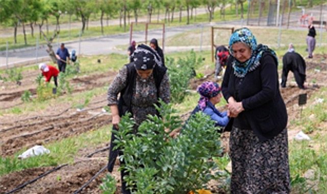 Kentin Kalbinde Kadınların Bereketli Dokunuşu: Mahalle Bostanlarıyla Yaz Hasadı ve Dayanışma