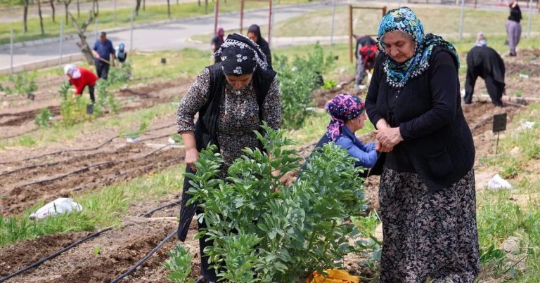 Küçük Alanlarda Büyük Bereket: Kadın Dayanışmasıyla Mahalle Bostanları Gün Yüzüne Çıkıyor