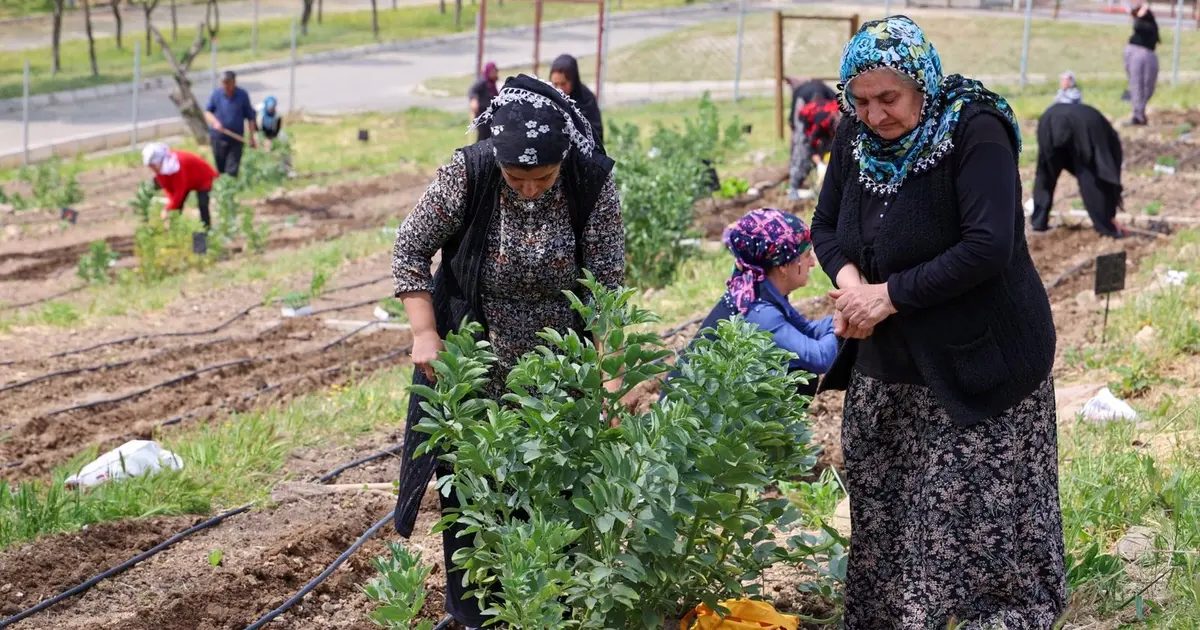 Küçük Alanlarda Büyük Bereket: Kadın Dayanışmasıyla Mahalle Bostanları Gün Yüzüne Çıkıyor