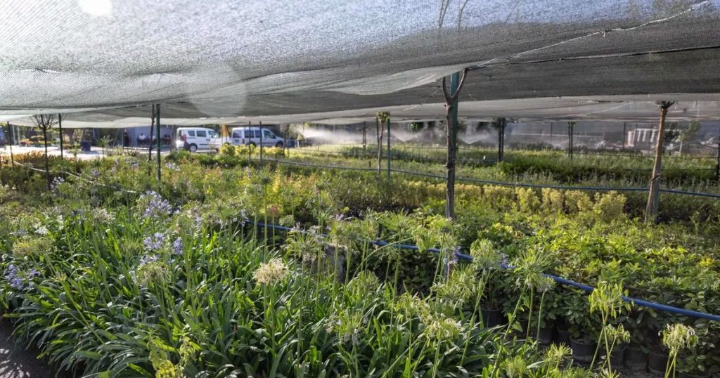Lavanta Bahçesiyle Bornova’ya Nefes Veren Proje: Yeşil Alanda Yeni Dönem Başlıyor