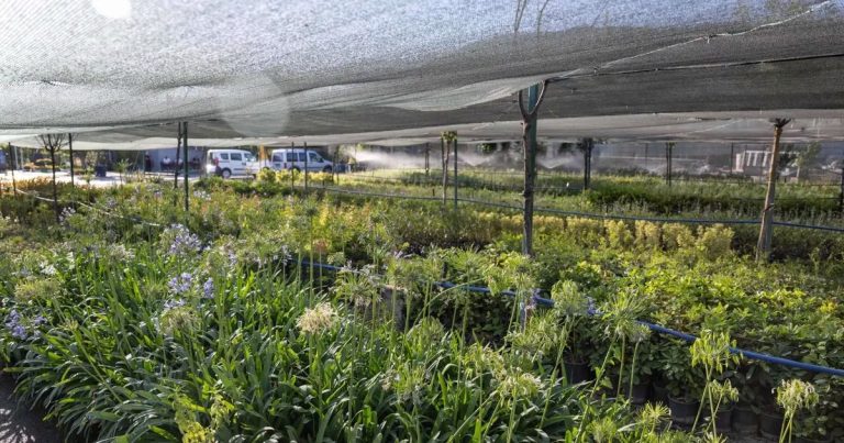 Lavanta Bahçesiyle Bornova’ya Nefes Veren Proje: Yeşil Alanda Yeni Dönem Başlıyor