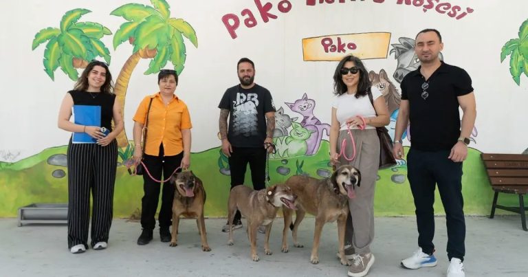 Patili Dostlar İçin Yeni Bir Başlangıç: Belediyenin Birimlerinde Köpekler Güvenli Yuva ve Aile Bularak Yeniden Çalışma Arkadaşları Oldu