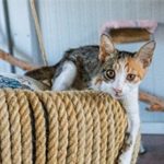Sokakta Yaşayan Özel Gereksinimli Kediler İçin Işıkkent’te Çarpıcı Adım: Engelli Kedi Evi Hayata Geçti ve Umut Işığı Oldu