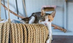 Sokakta Yaşayan Özel Gereksinimli Kediler İçin Işıkkent’te Çarpıcı Adım: Engelli Kedi Evi Hayata Geçti ve Umut Işığı Oldu