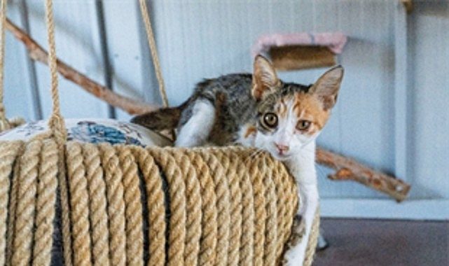 Sokakta Yaşayan Özel Gereksinimli Kediler İçin Işıkkent’te Çarpıcı Adım: Engelli Kedi Evi Hayata Geçti ve Umut Işığı Oldu