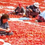 Torbalı’nın Kuru Domatesinde Sembolü Haline Gelen Emek ve Coğrafi İşaretin Yükselişi