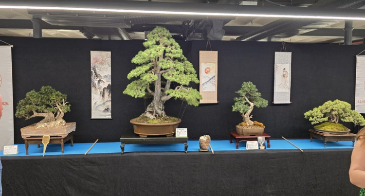 Bonsai Düşlerinin Şehrinde Yeşeren Sessizlik: İzmir’de Bir Ağaç Anlatısı