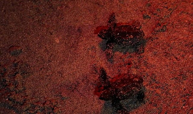 Didim’de Sezonun Son Caretta caretta Yavruları, Ege’nin Mavi Sularında Yeni Bir Uçuşa Hazırlanıyor