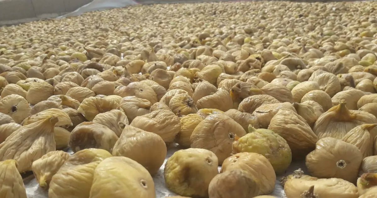 Güçlü Başlık: Kuru İncirde Yeni Sezonun Parlayan Hedefleri ve Uluslararası Başarı Hikayesi