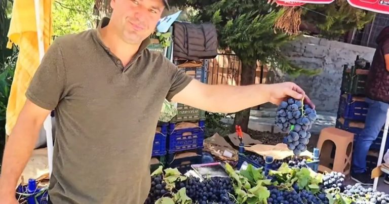 Kavacık Üzüm Festivali’nde Bereket ve Dayanışma Rüzgârı: Üreticilerin Alın Teri ve Sağlık Ekiplerinin Göğsünü Göğüse Attığı Anlar