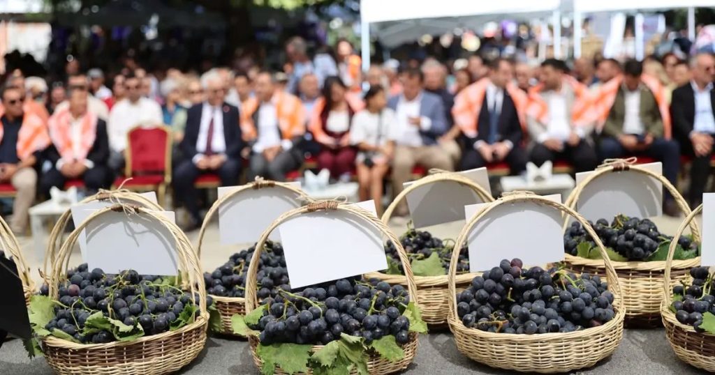 Kavacık Üzümü Festivalinde Bereket ve Dayanışmanın İzleri