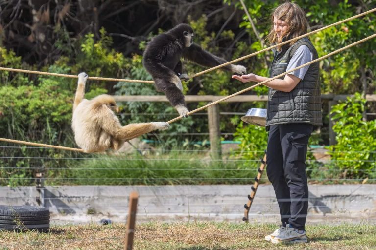 İzmir’e Taşınan Yeni Aile: Siamangler ve Gibonlar İçin Yeni Bir Başlangıç