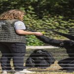 İzmir’in Doğal Yaşam Parkı’nda Yeni Bir Başlangıç: Savannah, Mula, Justine ve Bruno’nun İzmir Macerası ve Bakıcı Tuğçe Nur Bostancı’nın Fedakarlığı