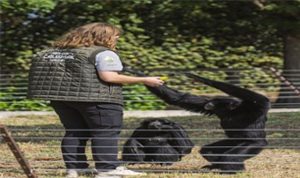 İzmir’in Doğal Yaşam Parkı’nda Yeni Bir Başlangıç: Savannah, Mula, Justine ve Bruno’nun İzmir Macerası ve Bakıcı Tuğçe Nur Bostancı’nın Fedakarlığı