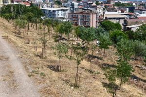 İzmir’in Yeşil Uyanışı: 41 Binden Fazla Bitkiden Oluşan Dev Ağaçlandırma Seferi